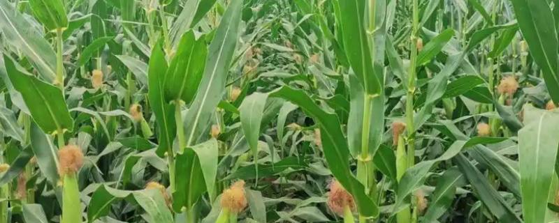 夏玉米追施穗肥的注意事项，生长旺盛的地块可适当迟施穗肥