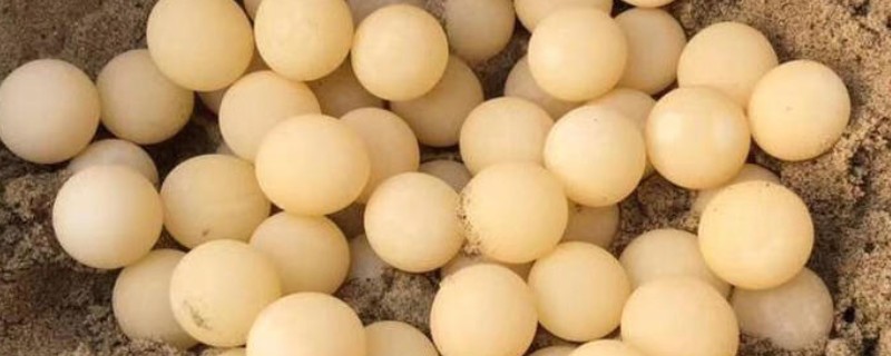 甲鱼蛋孵化几天可以出壳，自然孵化需要2-3个月