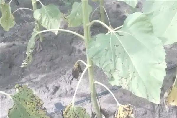 向日葵霜霉病如何防治，首先选用抗病品种