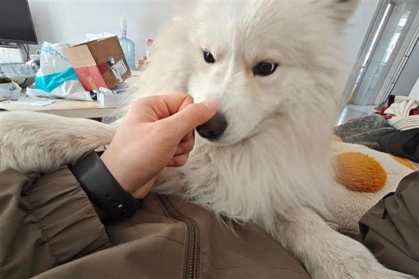 萨摩耶呕吐的原因，可能是过度进食、感染寄生虫等因素所致