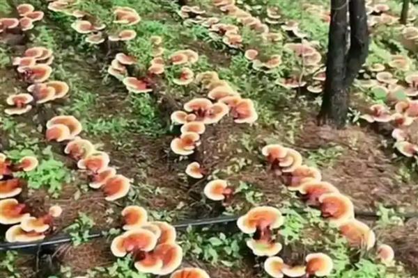 灵芝怎么种植，将养料装袋灭菌后再接种