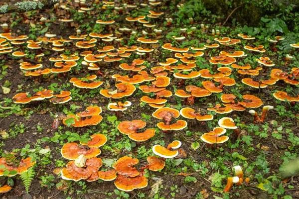 灵芝怎么种植，将养料装袋灭菌后再接种