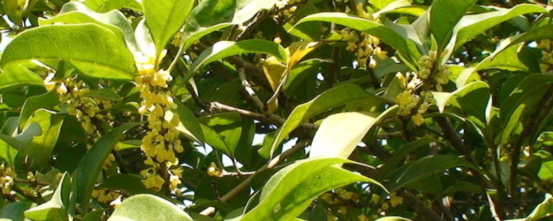 山桂花简介，是一种常绿小乔木