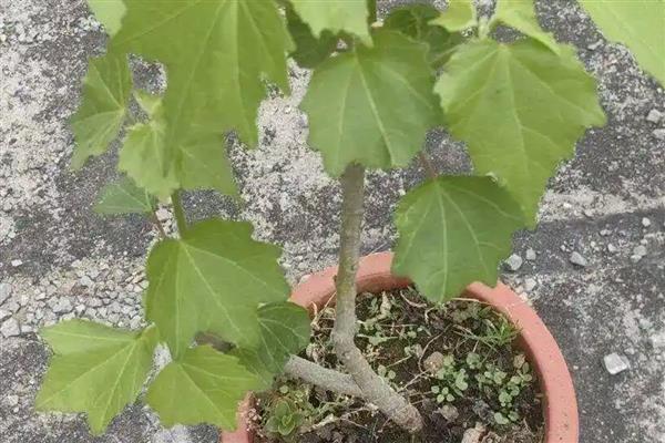木芙蓉种植多少年后开花，至少需要养殖2-3年