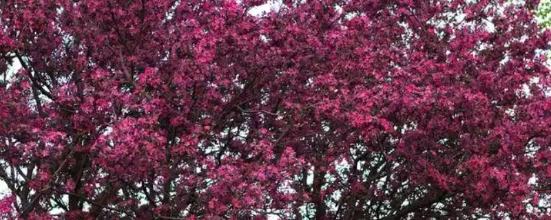 海棠树的开花时间,3-4月份开花