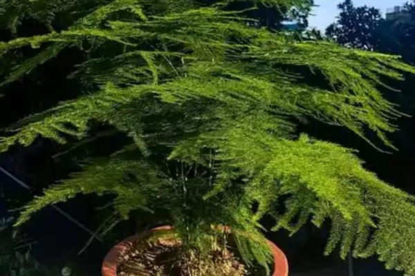 文竹的花语,寓意长久的友情、幸福的婚姻