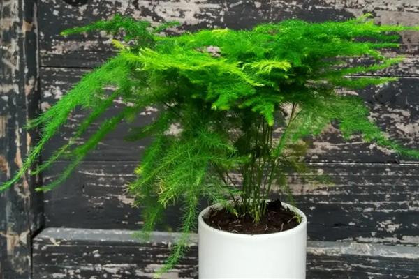 文竹的花语,寓意长久的友情、幸福的婚姻