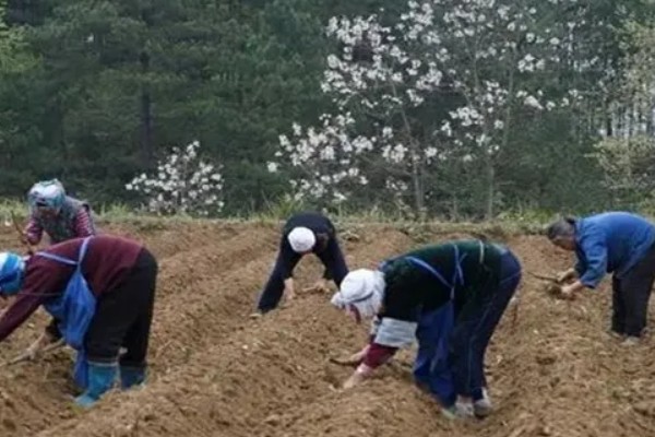 钩藤如何种植，扦插通常在3月初进行