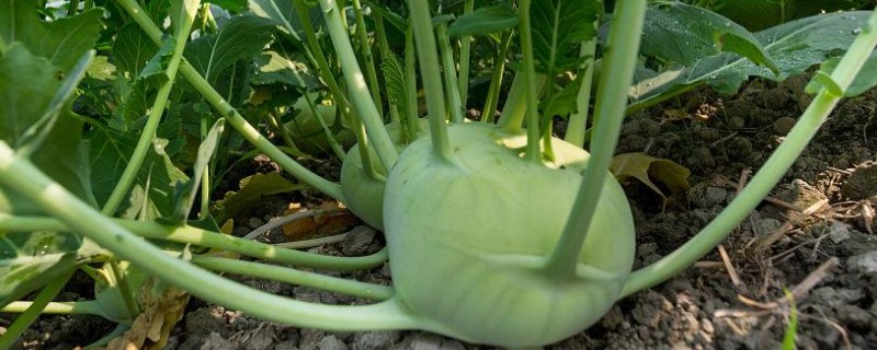 大头菜何时收获，一般在秋季会大量上市