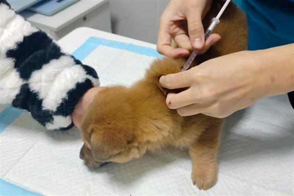 狗狗如何接种疫苗，分为初次免疫和加强免疫