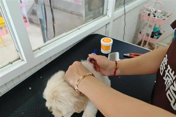 狗狗如何接种疫苗，分为初次免疫和加强免疫