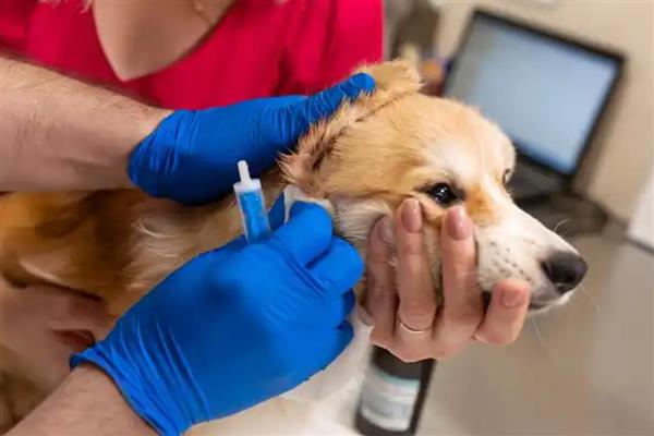 狗狗如何接种疫苗，分为初次免疫和加强免疫