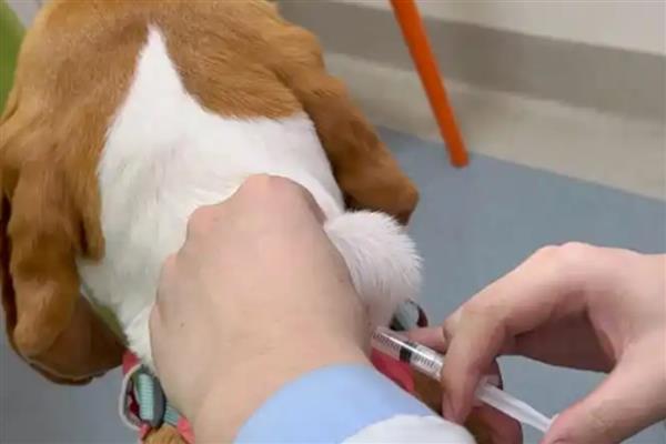 狗狗如何接种疫苗，分为初次免疫和加强免疫