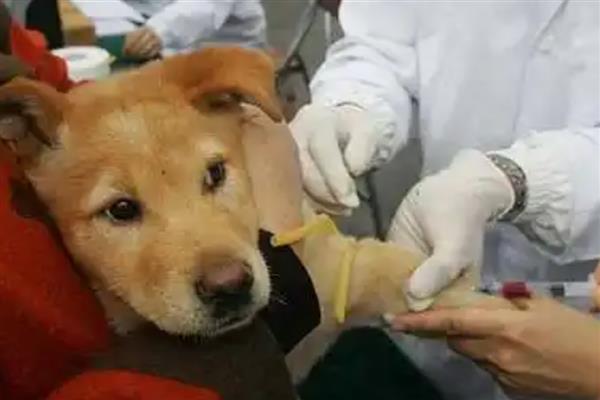 狗狗如何接种疫苗，分为初次免疫和加强免疫