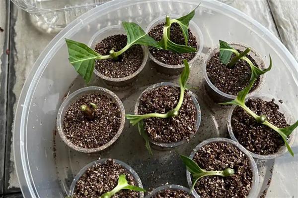 绣球花何时扦插,在春秋季进行为佳