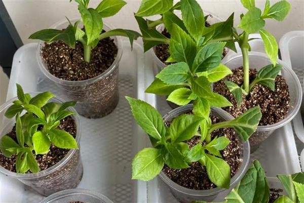 绣球花何时扦插,在春秋季进行为佳