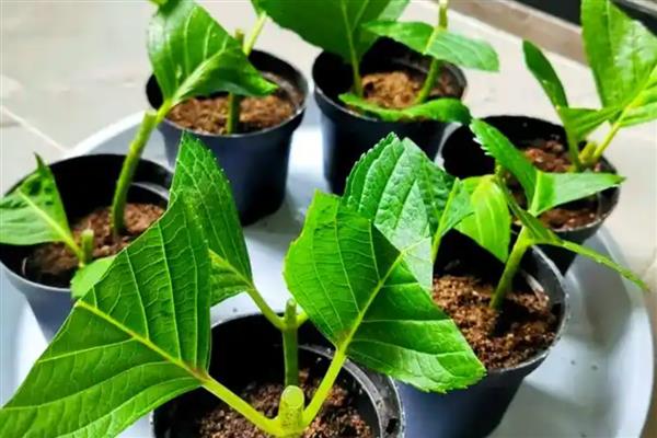 绣球花何时扦插,在春秋季进行为佳