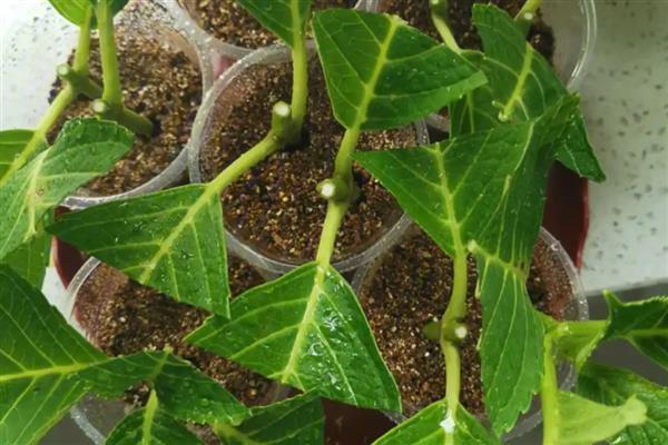 绣球花何时扦插,在春秋季进行为佳