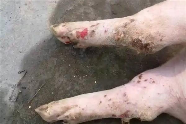 大猪口蹄疫怎么办，首先要把猪进行隔离