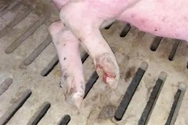 大猪口蹄疫怎么办，首先要把猪进行隔离