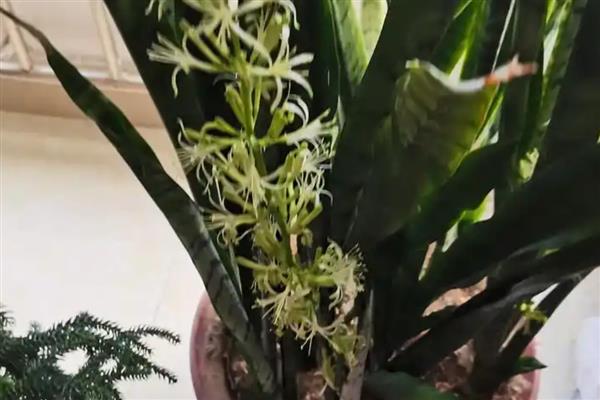 虎尾兰开花的寓意，寓意鸿运当头、财运滚滚等