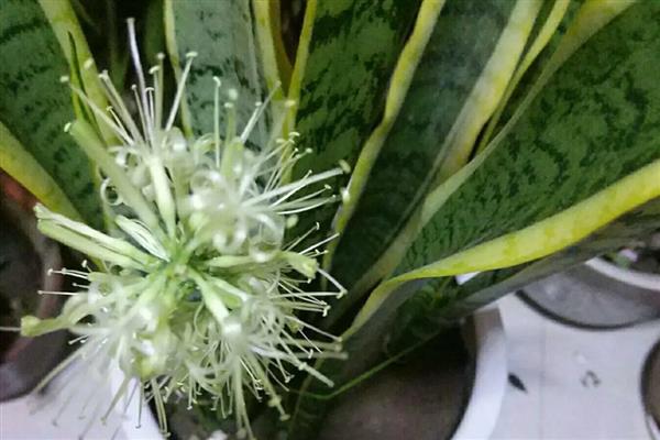 虎尾兰开花的寓意，寓意鸿运当头、财运滚滚等