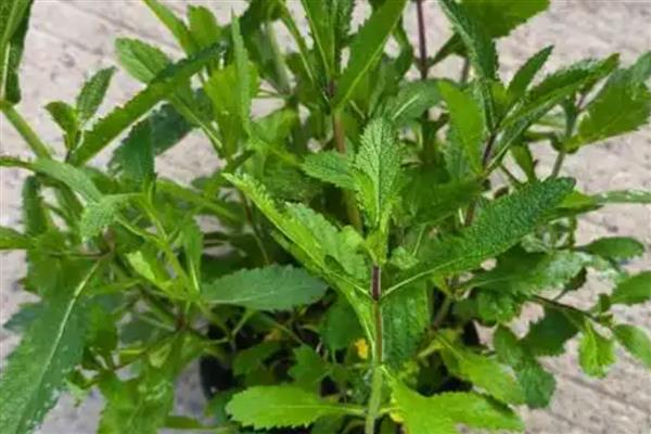 柳叶马鞭草如何养殖，要选择疏松肥沃的土壤种植