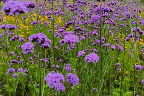 柳叶马鞭草如何养殖，要选择疏松肥沃的土壤种植