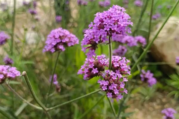 柳叶马鞭草如何养殖，要选择疏松肥沃的土壤种植