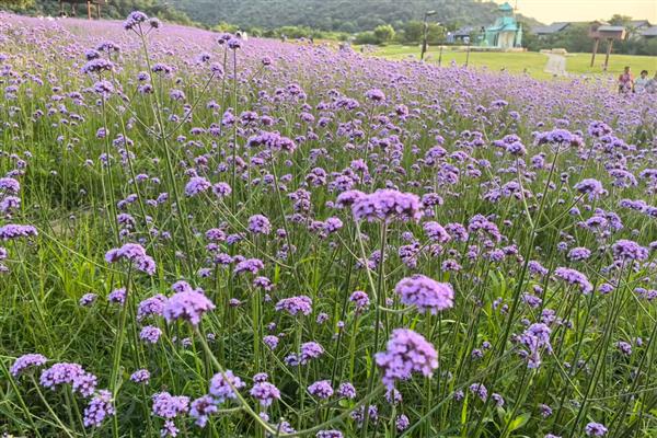 柳叶马鞭草如何养殖，要选择疏松肥沃的土壤种植