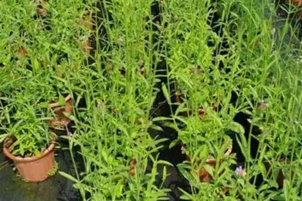 柳叶马鞭草如何养殖，要选择疏松肥沃的土壤种植