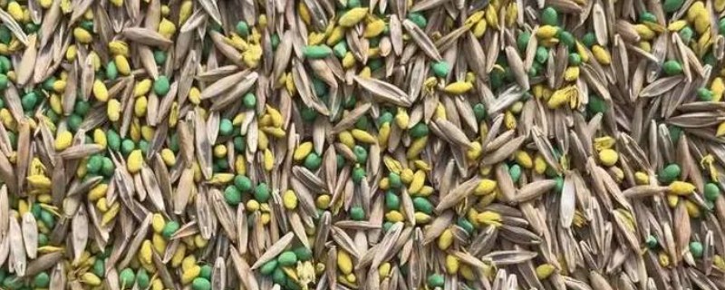 花种子泡多久才能种，要泡5-12个小时