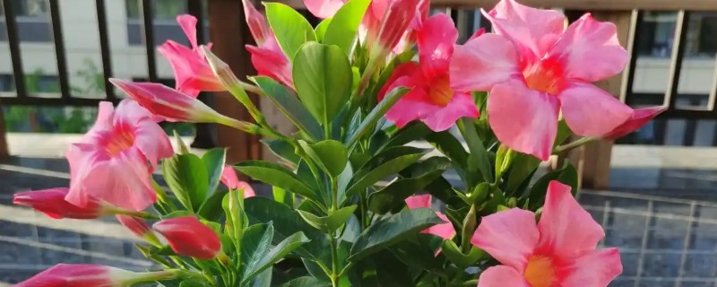 飘香藤为什么掉花蕾，可能是浇水过多所致