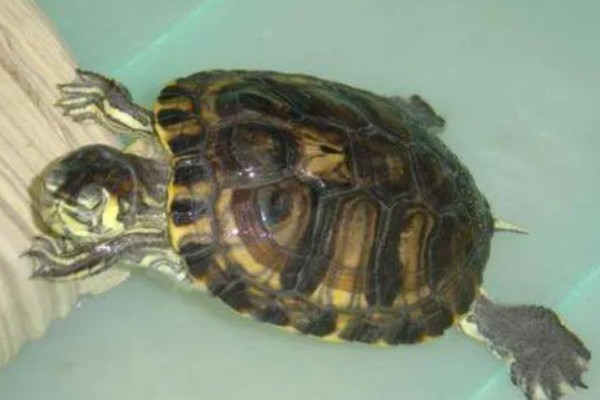 黄耳龟是水龟还是半水龟，黄耳龟是水龟