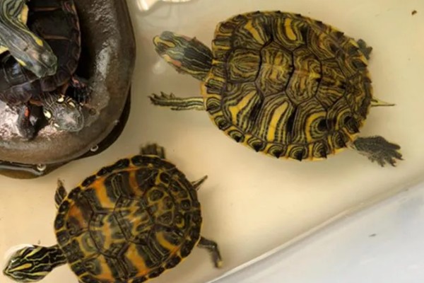 黄耳龟是水龟还是半水龟，黄耳龟是水龟