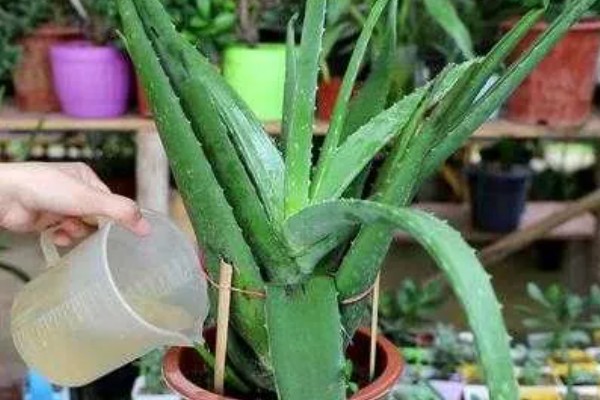 芦荟开花说明什么，说明养护得当