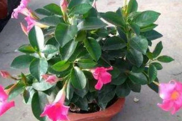 飘香藤冬季的养殖方法，保持不干不浇的浇水原则