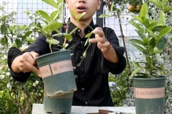飘香藤冬季的养殖方法，保持不干不浇的浇水原则