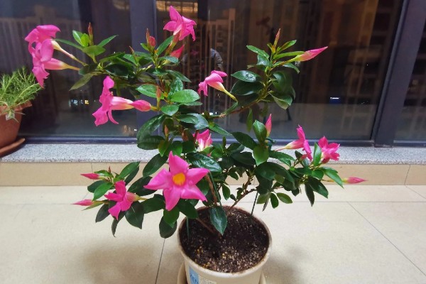 飘香藤冬季的养殖方法，保持不干不浇的浇水原则
