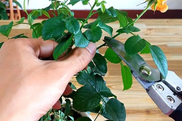 飘香藤冬季的养殖方法，保持不干不浇的浇水原则