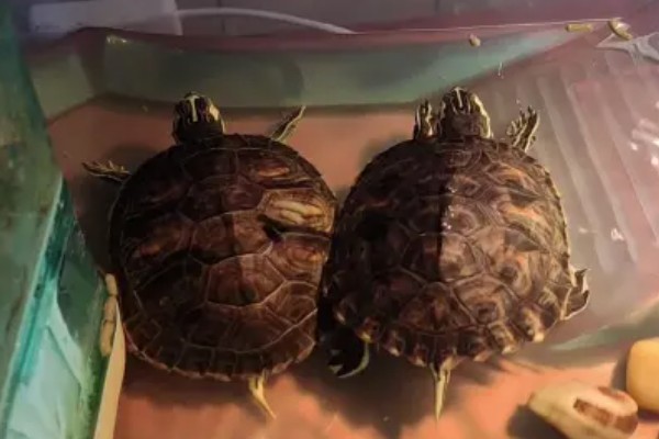 黄耳龟是水龟还是半水龟，黄耳龟是水龟