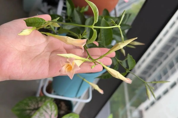 飘香藤冬季的养殖方法，保持不干不浇的浇水原则