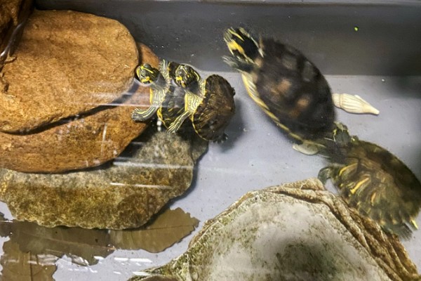 黄耳龟是水龟还是半水龟，黄耳龟是水龟