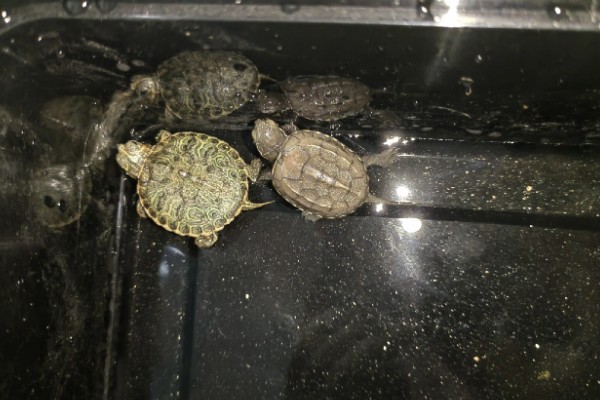 黄耳龟是水龟还是半水龟，黄耳龟是水龟