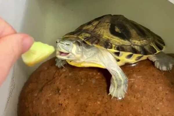 黄耳龟是水龟还是半水龟，黄耳龟是水龟