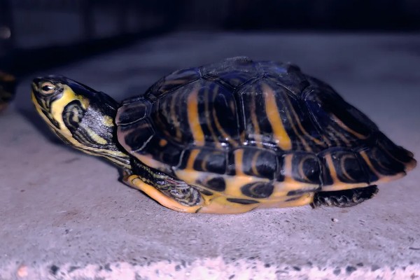 黄耳龟是水龟还是半水龟，黄耳龟是水龟