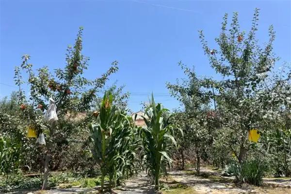 苹果怎么预防采前落果，喷施磷酸二氢钾可有效减少落果