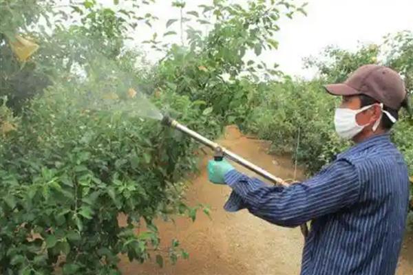 苹果怎么预防采前落果，喷施磷酸二氢钾可有效减少落果