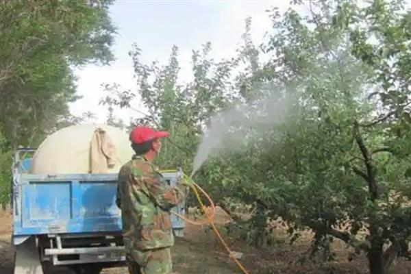 苹果怎么预防采前落果，喷施磷酸二氢钾可有效减少落果