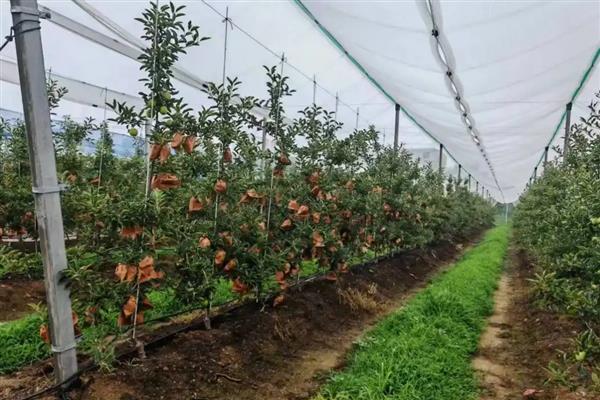苹果怎么预防采前落果，喷施磷酸二氢钾可有效减少落果